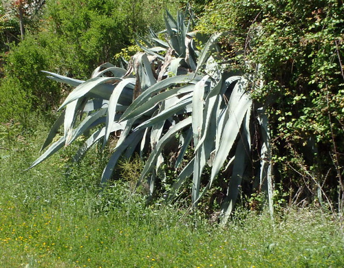 Spanish Bayonets.